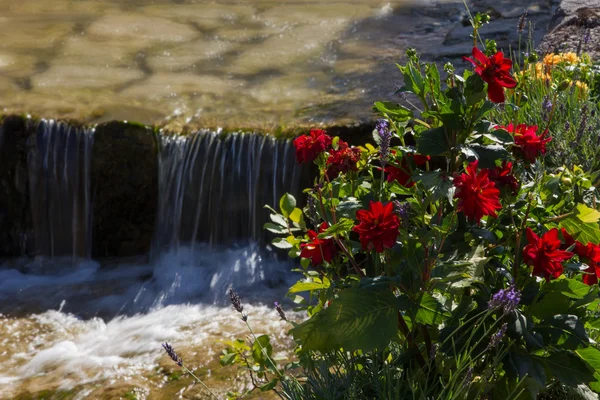 Dahlia flowers beside mountain creek — Stock Photo, Image