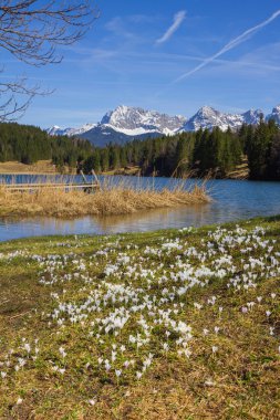 erken beyaz bahar crocus adlı göl geroldsee, Karwendel'de dağ