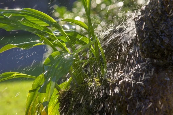 Hosta plant, groeit op een rotsachtige lettertype van water — Stockfoto