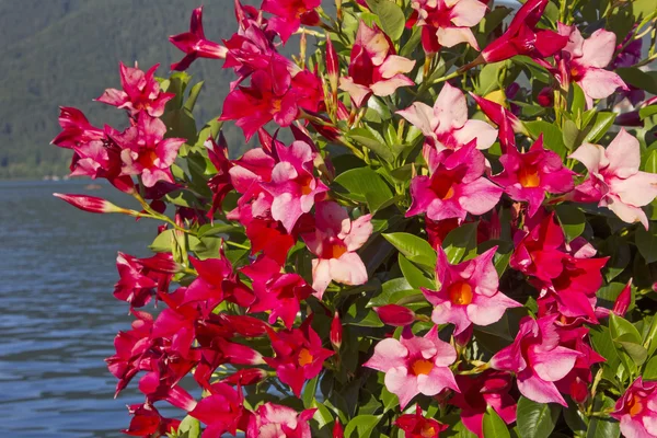 Smukke mandevilla blomster i pink og rød, sø tegernsee - Stock-foto