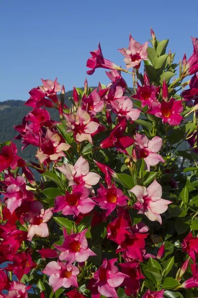 Beautiful mandevilla flowers in pink and red — Stock Photo, Image