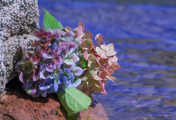 Deux fleurs d'hortensia, bleu et rose, à la plage pierreuse — Photo