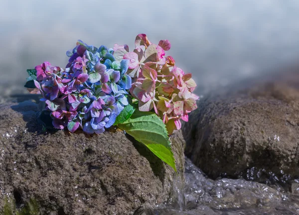 Twee hortensia bloeit op het stenige strand — Stockfoto