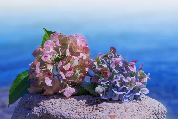 Hortensia fleurit sur une pierre, fond bleu océan — Photo