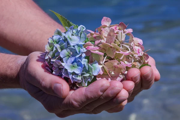 Hydrangea blossoms in a mans hand — Stock Photo, Image