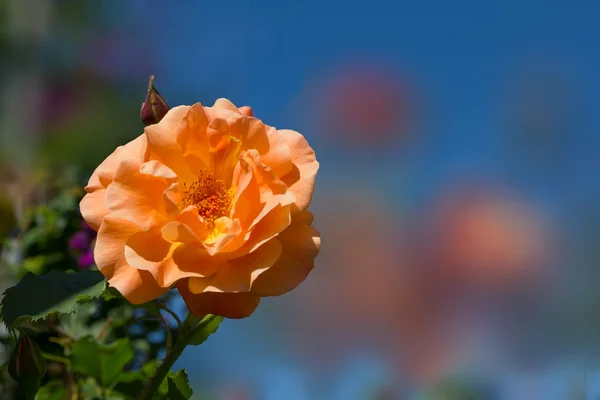 Μυρωδάτο τριαντάφυλλο σε πορτοκαλί χρώμα παστέλ — Φωτογραφία Αρχείου