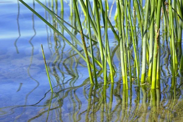 Reed fű a vízben — Stock Fotó