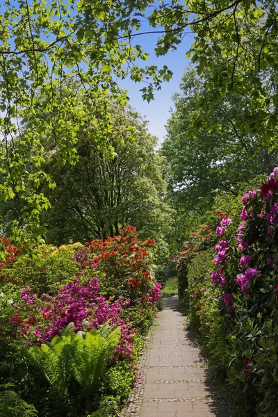 Beau parc avec rhododendrons et fougère — Photo