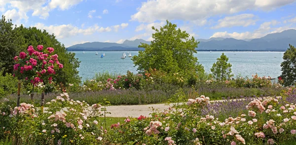 Idylické jezerní promenádě s růží a levandule, horská vie Stock Obrázky