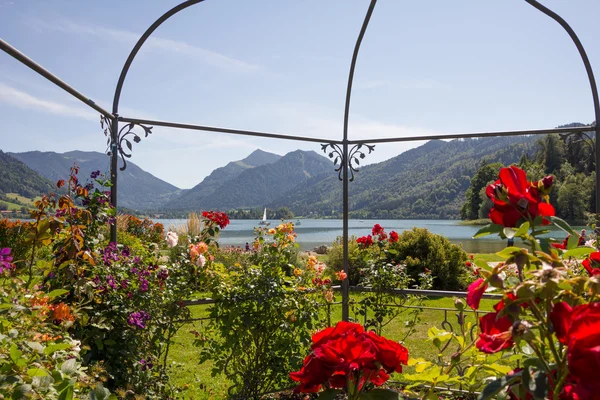 Lake view schliersee genom lusthus med rosor och klematis — Stockfoto