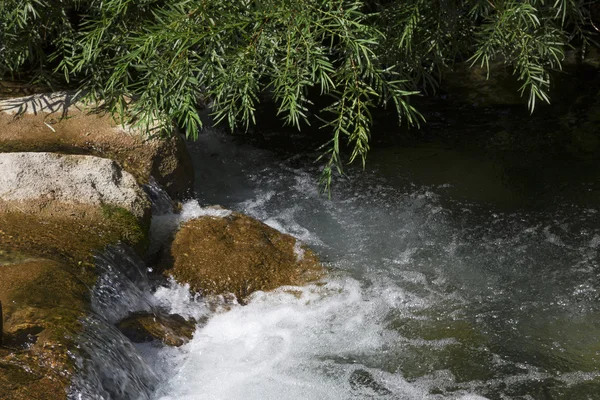 Mountain creek with cascade, green willow branches — Stock Photo, Image