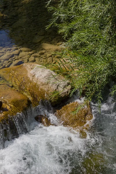 Mountain creek with fresh cold water, willow branches — Stock Photo, Image