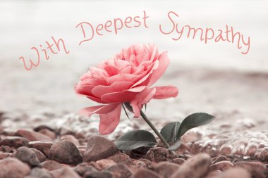 one rosy rose flower at the stony beach, with sympathy text clipart