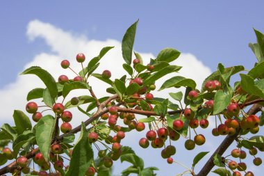 crab apple tree with many tiny red apples clipart