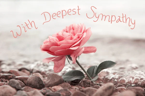 One rosy rose flower at the stony beach, with sympathy text — Stock Photo, Image