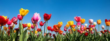 İlkbaharda lale tarlası, mavi gökyüzü zeminine karşı parlak renklerde bir sürü çiçek açan lale.