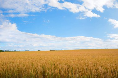 Altın buğday tarlası, hasat için hazır. Yazın tarım sahnesi. Bulutlu mavi gökyüzü ve boşluğu kopyala.