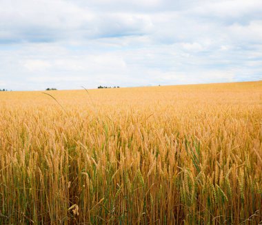 Hasat zamanı altın kulaklı olgun buğday tarlası. Arkadaki bulutlu gökyüzü