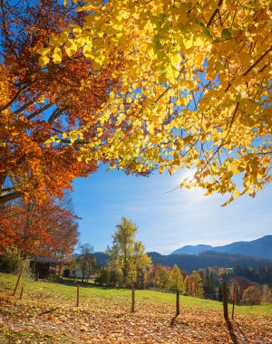 Sonbahar manzarası, kayın ağacı dalları arasında dağ manzarası, Fischbachau yakınlarında, üst bavyera