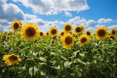 Ayçiçeği tarlası, parlak sarı ayçiçekleri. Bulutlu mavi gökyüzü