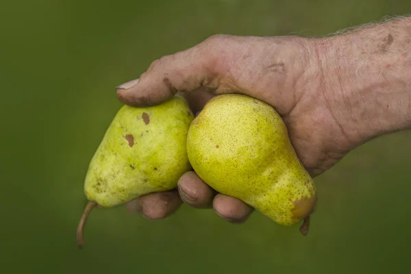 Vecchie mani contadine con due pere mature raccolte — Foto Stock