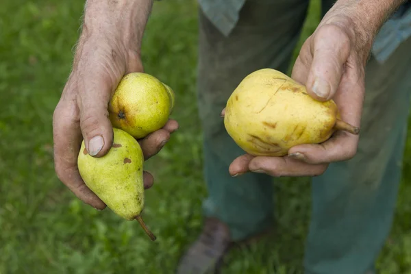 Oude boer plukken van rijpe gele peren — Stockfoto