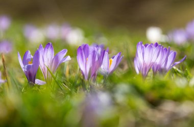 Mor alp ilkbahar timsahları grubu, seçici odak ve bulanık arkaplan