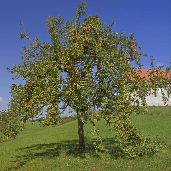 Jabłoni z dojrzałych owoców w wiejskich sadów — Zdjęcie stockowe