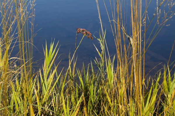 Piante sulla riva del lago — Foto Stock