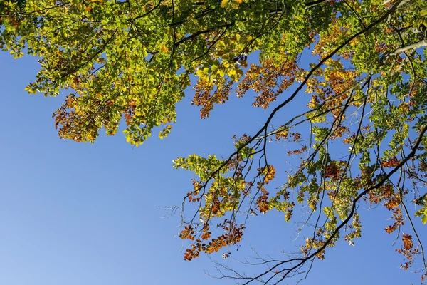 Foglie di faggio autunnale — Foto Stock