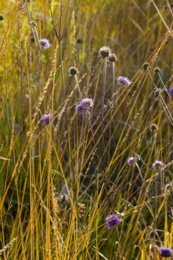 çim molinia caerulea ve leylak scabiosa demirlemek