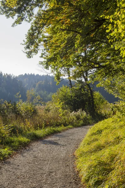 Spazierweg durch Sumpfgebiet, herbstliche Landschaft — Stockfoto