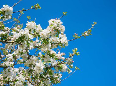Bir elma ağacının çiçek açan dalları, mavi gökyüzü arkaplanı