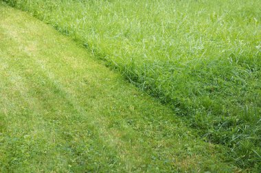 Çim alanı yarı yolda, çapraz çizgide biçilmiş. yeşil çimen arkaplanı