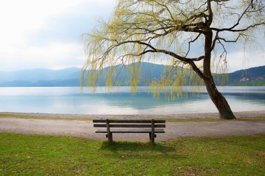 Tomurcuklanan söğüt ağacının altında sakin bir yer. Tegernsee Gölü manzarası, baharda Yukarı Bavyera