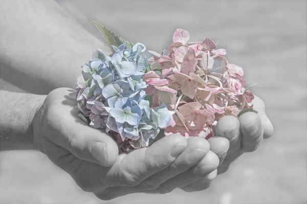 Kwiaty hortensji w mans ręcznie, pożegnanie sceny — Zdjęcie stockowe