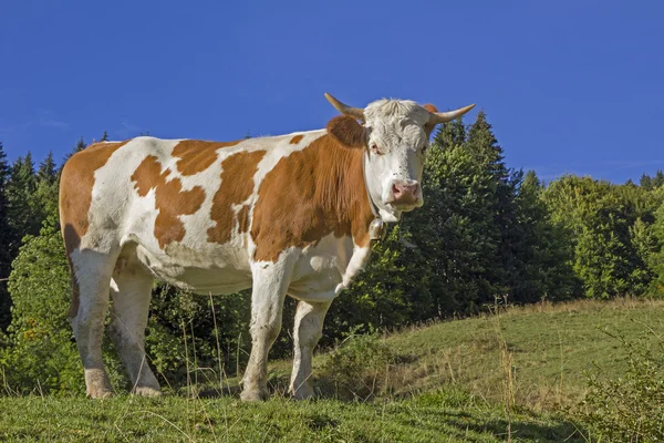 Bawarskiego mleka krowiego — Zdjęcie stockowe