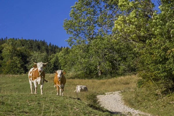 Alpler yolundaki hiking yanında iki inek — Stok fotoğraf