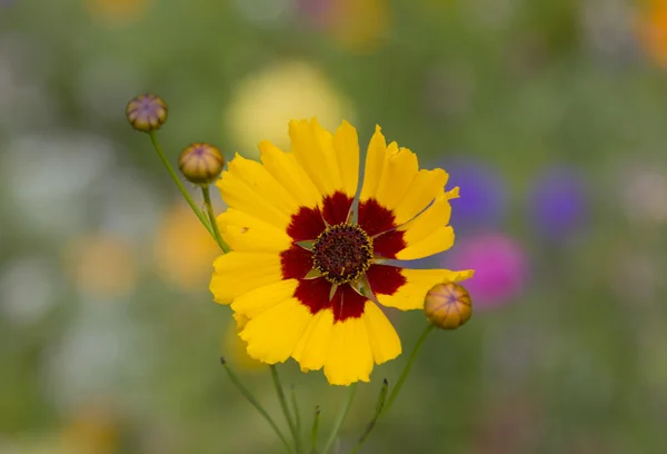 Closeup of coreopsis flower — Stock Photo, Image