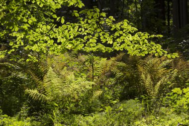 kayın ağacı dalları ve fern bitkiler ile orman glade