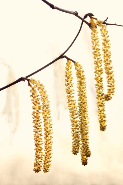 Hazel catkins at springtime — Stock Photo, Image