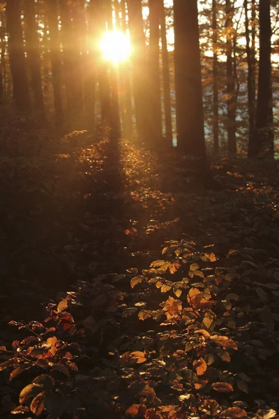 Belo sol dourado na floresta — Fotografia de Stock