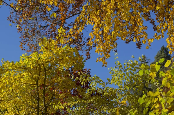 Bunte Herbstblätter — Stockfoto