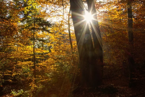 Forêt automnale avec hêtres et soleil éclatant — Photo