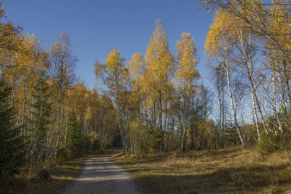 Passerella attraverso la foresta autunnale — Foto Stock