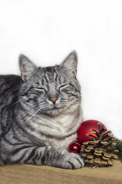 狸花猫等待圣诞节 — 图库照片