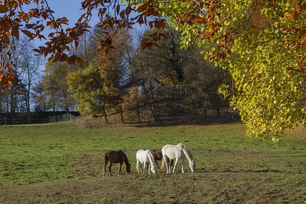 Grazing horses on the meadow, autumnal edge of the wood — Stock Photo, Image