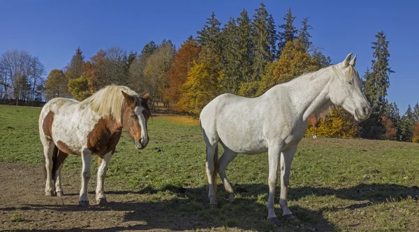 草原、森の秋端の日光浴用の馬 — ストック写真