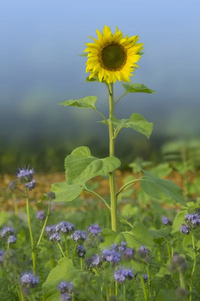 Blooming sunflower in phacelia field — Stock Photo, Image