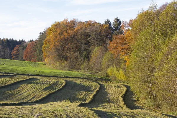 Prato con fieno falciato, bordo colorato del legno — Foto Stock